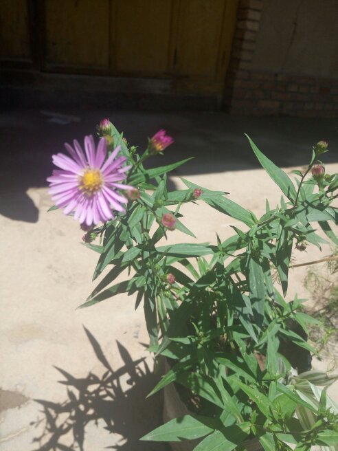 大家看看这是什么花,有点像小雏菊,好几天花蕾