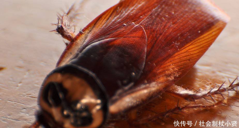 女子看到蟑螂,抬起脚就要去踩,爷爷却说:万万不