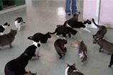 猫步gif_