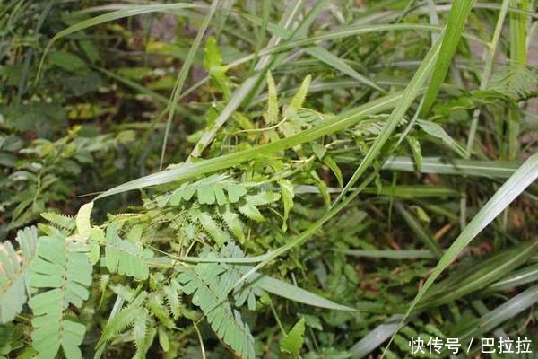 农村一野草，泡水喝入口就回甘，养肝一绝，生嚼效果更好