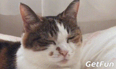 有猫的人很幸福,谁养谁知道 - 360娱乐,你开心就好