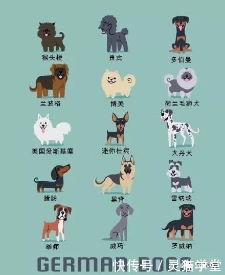 教程丨怎么自学插画,插画自学素材世界名狗的