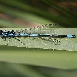 午觉前,两勺百香果冲水,入冰箱冷藏;午睡后,沁饮