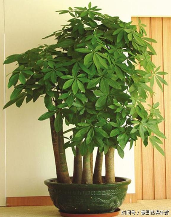 发财树浇什么东西营养高 t01f2cad9d91642c8c8.jpg?size=577x732