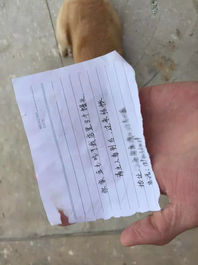 狗狗浪完回家,身上多了一张通知单,然来它在外