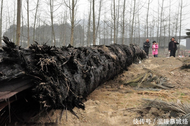 农村渔民江边发现巨木,打捞上来一看,顿时乐傻了