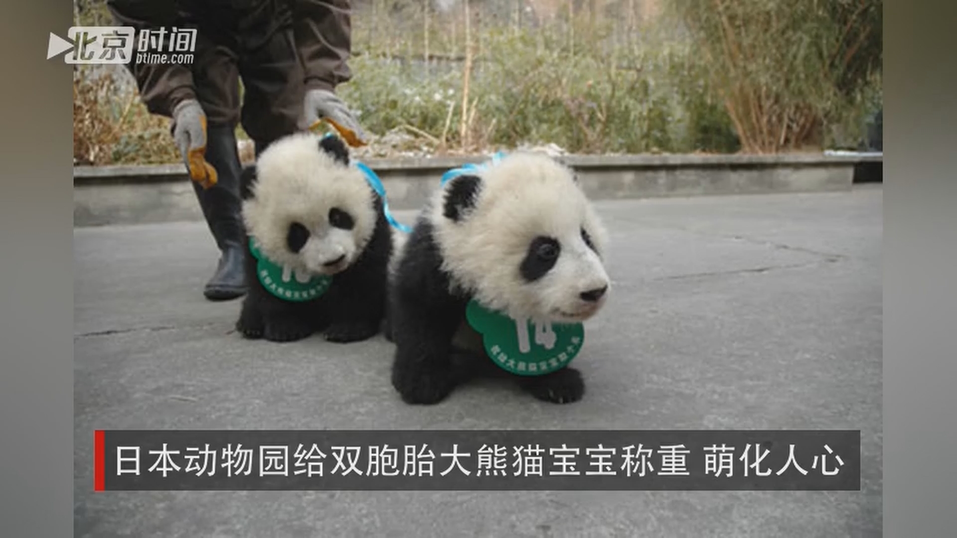 日本动物园给双胞胎大熊猫宝宝称重 萌化人心