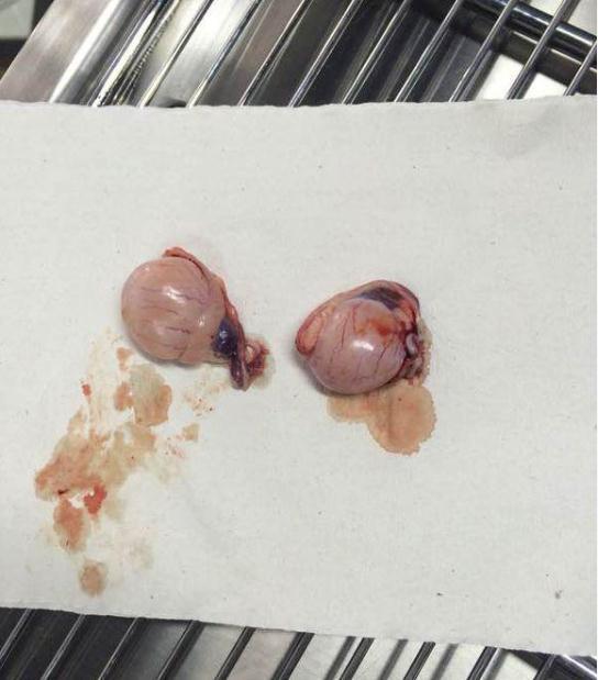 女主人给二哈做了绝育手术,看着自己的蛋蛋 二