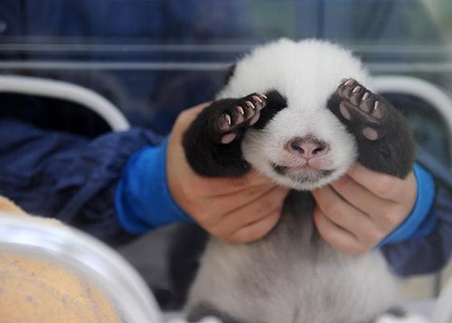 谁有一只小熊猫用爪子蒙着眼睛被一个外国科学