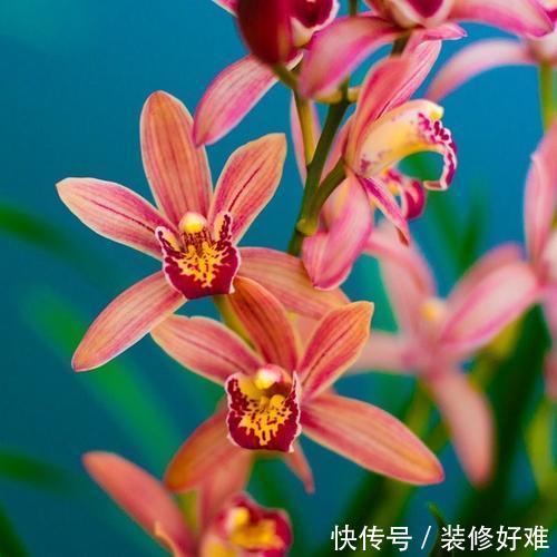 花色最红的兰花,温度越低花色越红,阳光越强香味越浓,值得入手 优德w88手机官网