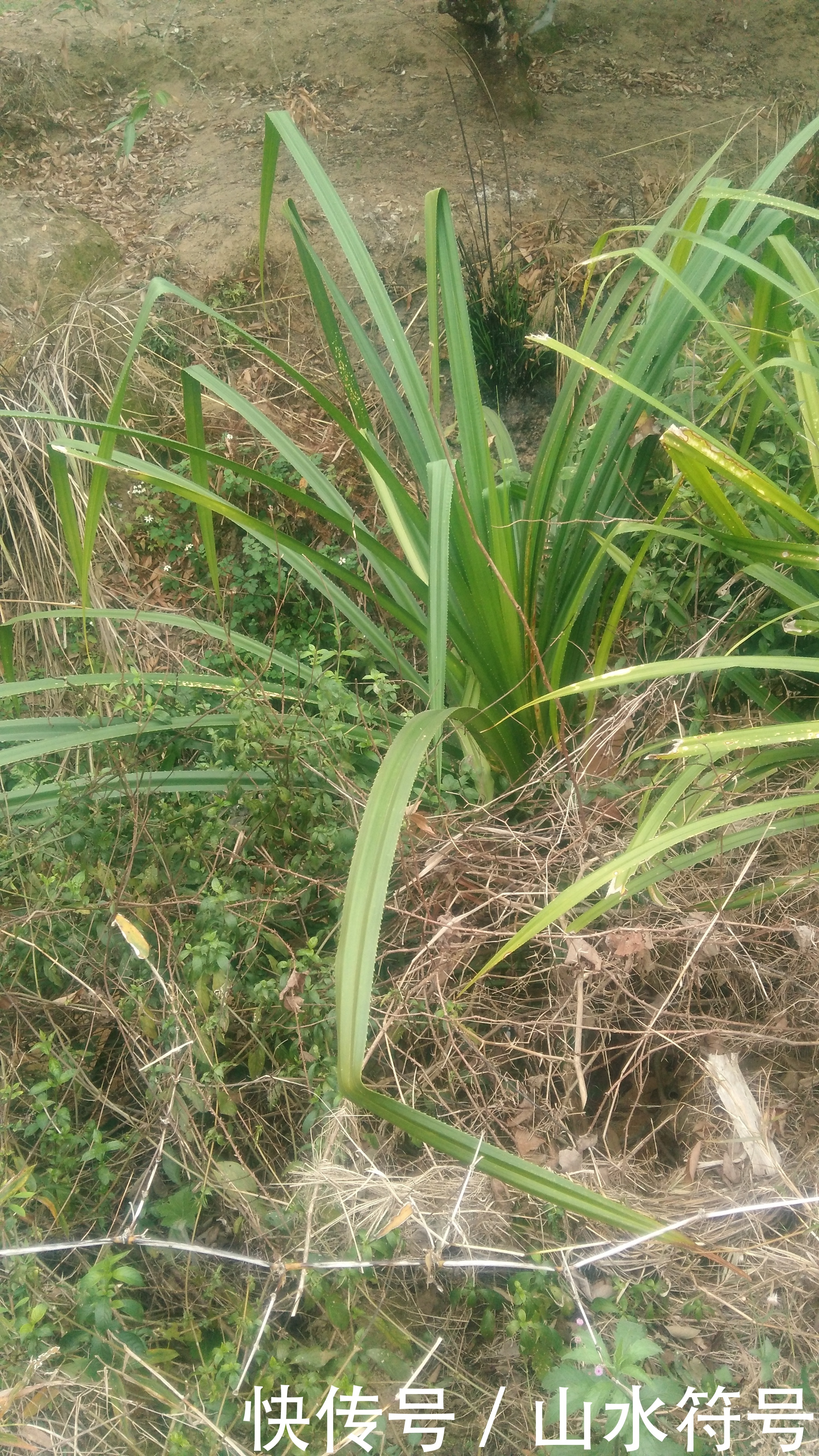 春节后的农田景象广西浦北县白石水