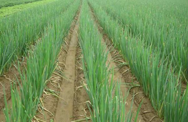 葱发芽需要几天?