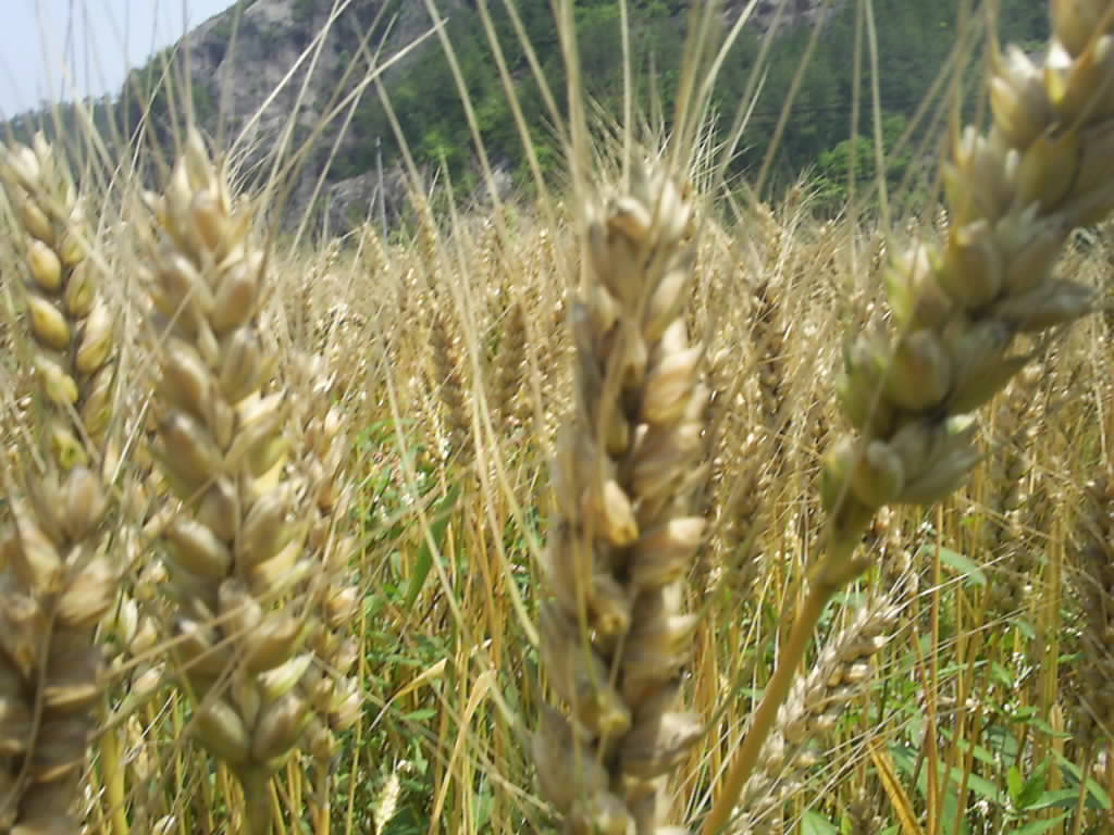 （川观新闻）逆势增收！白粒小麦品种“蜀麦133”高抗又高产-四川农业大学新闻网
