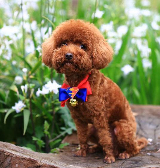 养泰迪犬的注意事项_好搜新知