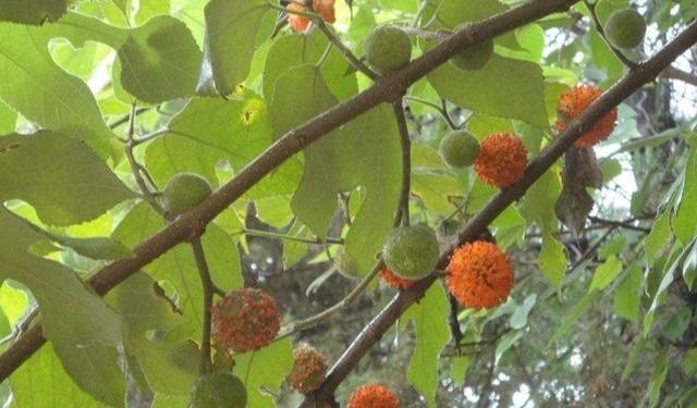 附近有没有收构树果的 t01f74f5125a5b2f839.jpg