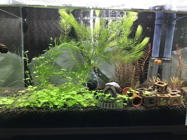 自己养的黑壳虾总是莫名的陆续死掉?也许这份