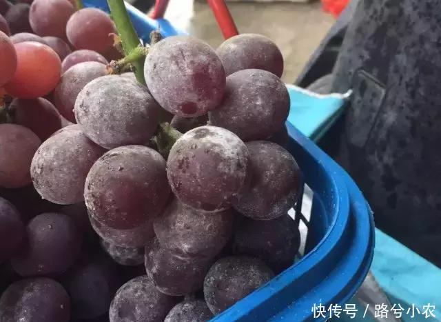 葡萄上锈斑、黑斑、白斑是咋回事?如何提高葡