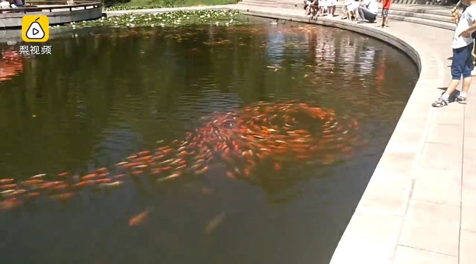 太原龙潭公园:数千锦鲤排长队 图片引众多网友转发