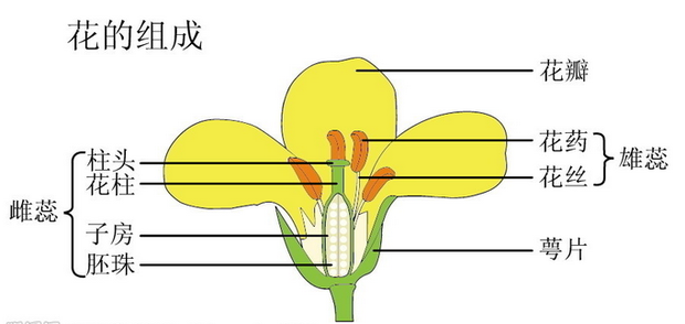 写出油菜花各部分的名称