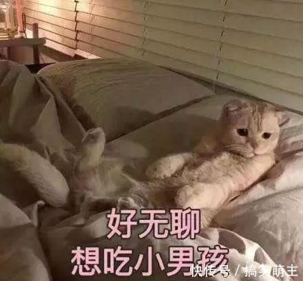 卖萌猫咪表情:你这个小可爱,电你喔的图片素材爱情表示表情包微信图片