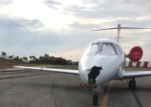 机场是怎么驱鸟的 t01f9ed801898ecc417.jpg?size=600x427