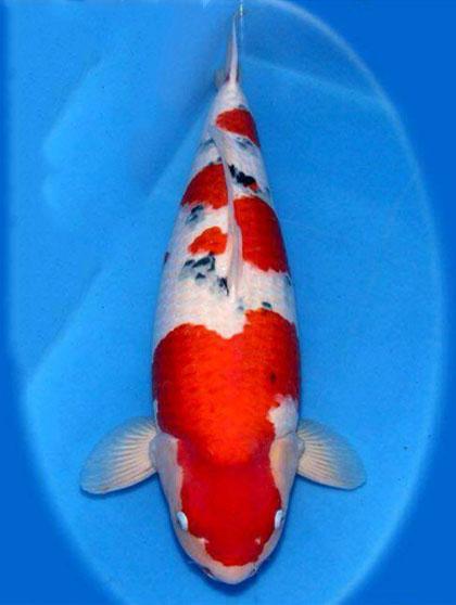 锦鲤鱼烂鳍烂肉该怎么治呢?海盐 万能药?