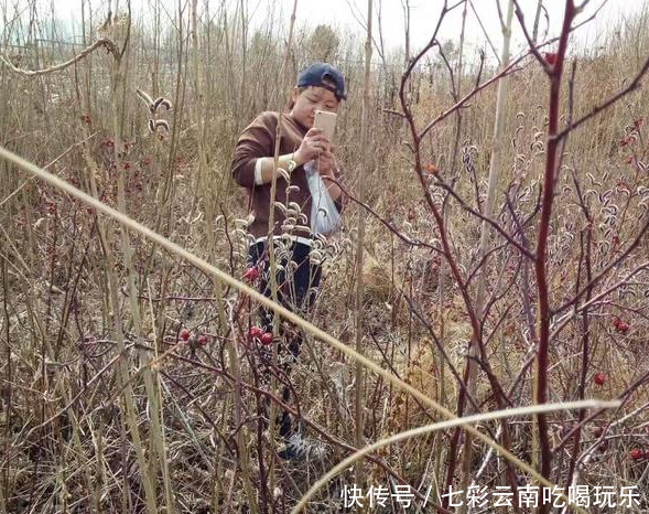 当年农村人嫌它碍手碍脚，而今城里人提着篮子来摘