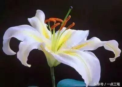 爱之蔓花语是什么意思 t01fa94209f16d52aab.jpg?size=400x286