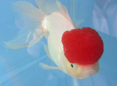 头上有个红帽子的鱼是什么金鱼?_360问答