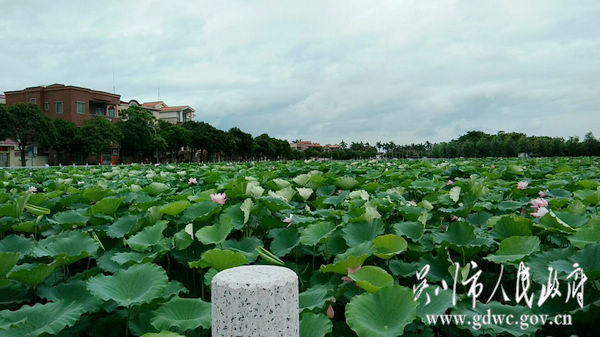 六月夏日好时光 又到蛤岭赏荷时