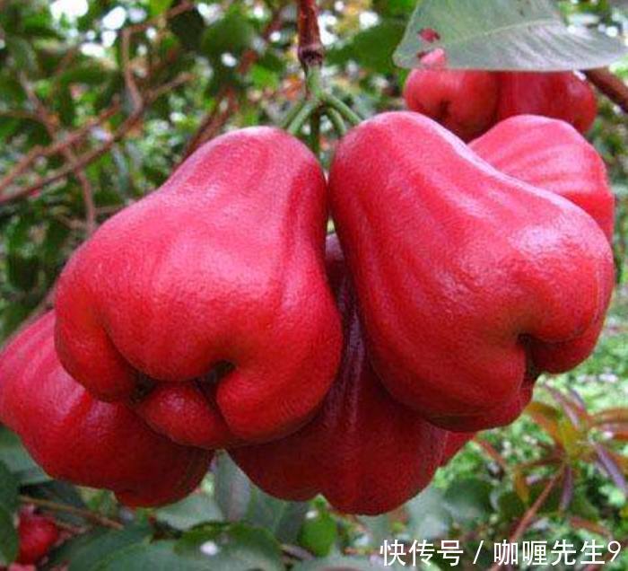 农民种植来自马来西亚的“它”一斤卖十元,一年可赚几十万!