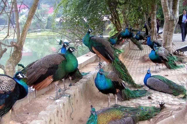 西双版纳人口概况_西双版纳风景图片