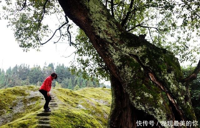 美丽中国行乡村篇湫山乡四都村环境整治 整出