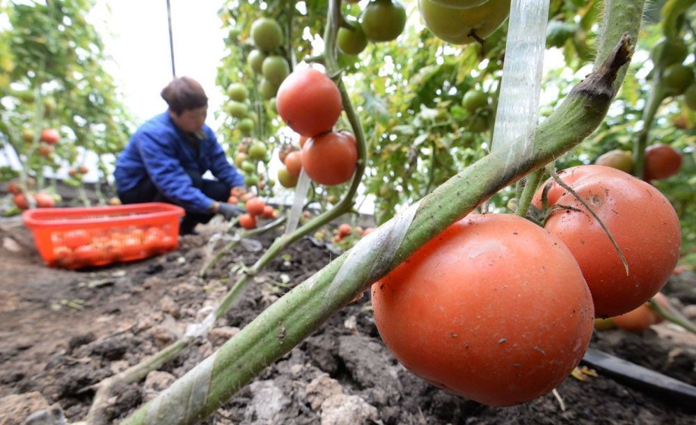 10元一斤的西红柿,比市场上贵3倍,为什么还吸