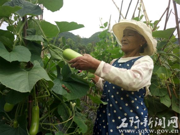 【聚焦脱贫攻坚】 坪地场乡覃家营村:蔬菜上市 供不应求