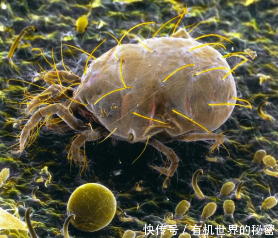 不论男女:脸上没有3个异常,说明毛孔干净没有