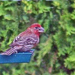 薛之谦无限歌谣季 薛之谦参加婚礼 薛之谦和杨