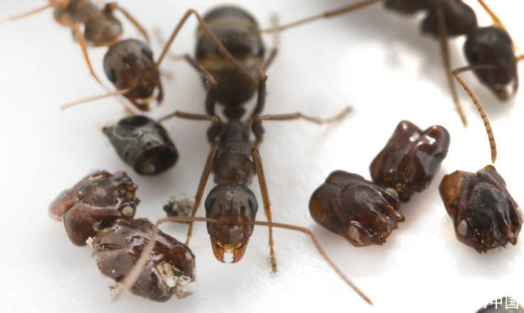 蚂蚁王国杀人狂:不仅肢解同类,还用头颅装饰