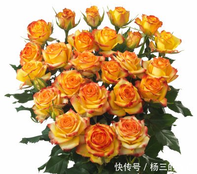 t01fd084ad1b11384fe.jpg
