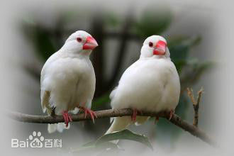 白文鸟与白珍珠鸟的区别_360问答
