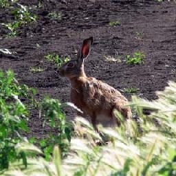 深夜食堂徐娇演唱的《小世界》,非常纯净,太好