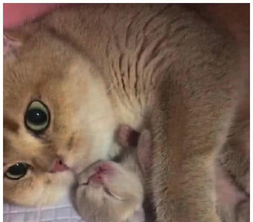 母猫只生下一只猫咪, 连主人都不给摸, 猫咪: 离