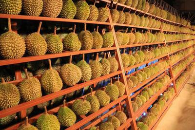 女性去泰国游吃水果自助餐,一天吃掉几吨重榴