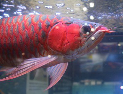 陽臺(tái)魚缸裝修效果大全(陽臺(tái)魚缸造景) 彩鰈魚缸（彩蝶魚缸）