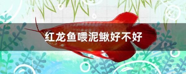 大魚缸換水的正確方法如下 水族問答