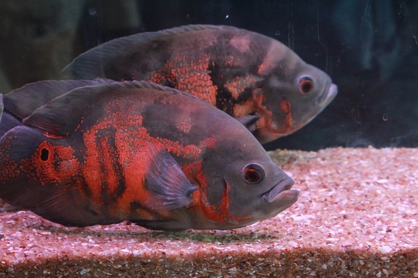 太陽能噴灌泵（太陽能噴泉泵） 森森魚缸