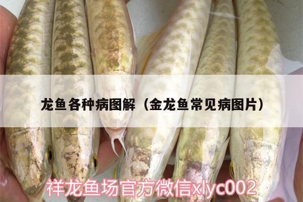 魚(yú)類(lèi)圖片大全：魚(yú)類(lèi)圖片大全以及魚(yú)名