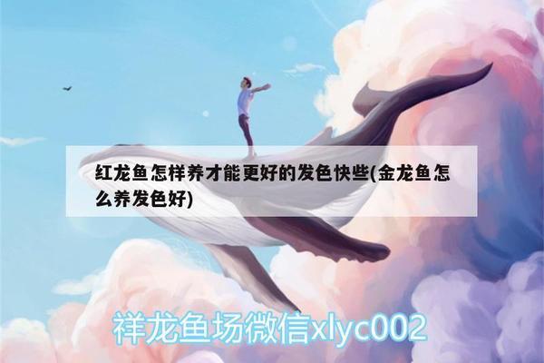 海口海水观赏鱼批发价格多少（海口海水观赏鱼批发价格多少钱）