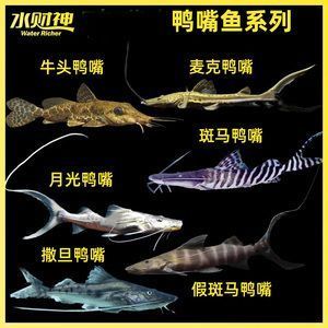 巴南區(qū)宏怡水族館（巴南區(qū)宏怡水族館經(jīng)營產(chǎn)品：批發(fā)、零售：魚缸、觀賞魚） 全國觀賞魚市場 第2張