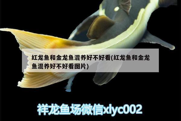 祥龍控股(馬)有限公司龍魚（祥龍控股(馬)有限公司龍魚）